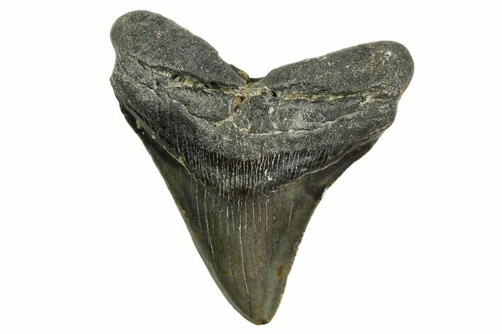 Serrated, Fossil Megalodon Tooth - North Carolina #361724